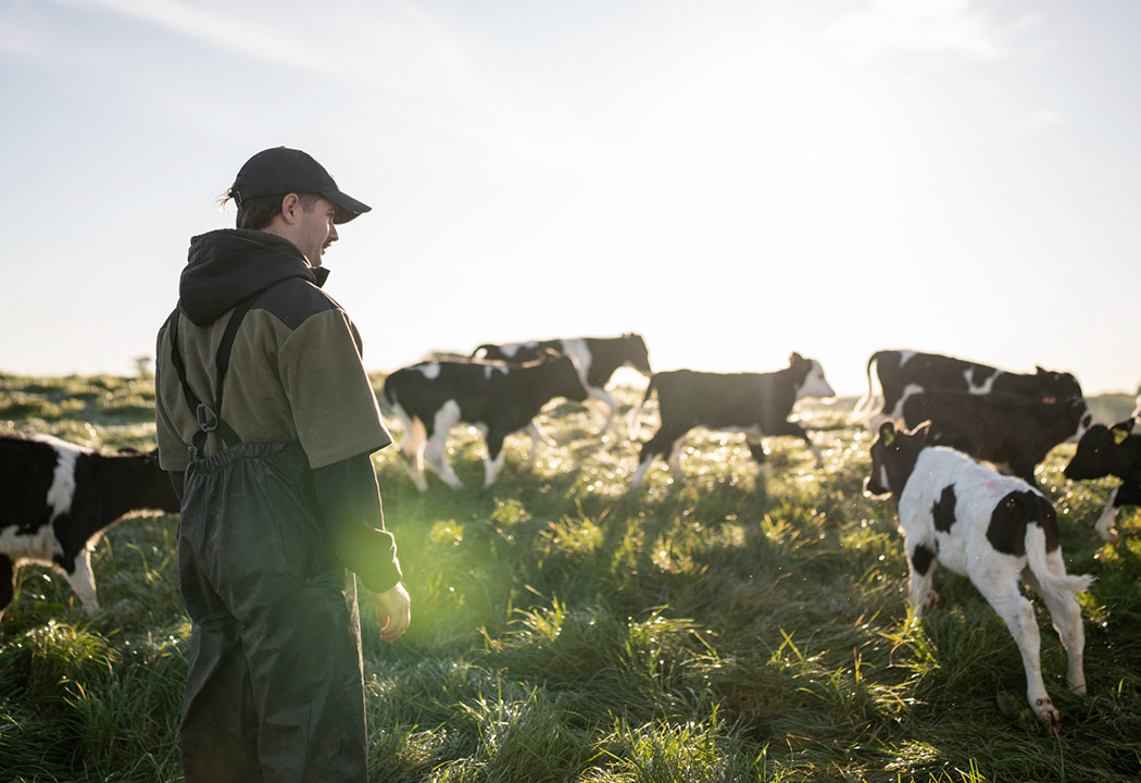 Farmer in field with cows.
